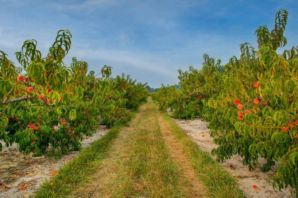 Rows and rows of lush green peach trees draped with Bennett Peaches, ready to pick-your-own. 